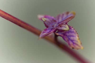 De allerlaatste klein(oksel)blaadjes van de watermint waren voorzien van prachtige herfstkleuren en tevens voorzien van een waterlaagje van de regen .