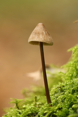 Mijn fototoestel heb ik op een rugzak gelegd om deze foto te maken. Geen idee welke soort mycena dit nu weer is, maar de herinnering aan het moment en het mooie licht zijn redenen om hem maar te plaatsen.