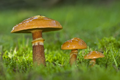 Deze ringboleten groeiden onder de dennenbomen aan de rand van ons veldje op de camping aan het Drouwenerzand. Het had de hele nacht geregend wat ook wel te zien is aan de glimmende hoedjes. Camera op de grond op een tak gelegd.