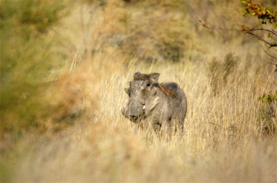 Dit varkentje kwamen we tegen tijdens een game-walk op één van de eilanden in de Okavango Delta. De wind stond gunstig, waardoor hij net lang genoeg bleef staan om er mooi op te komen.