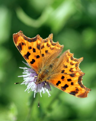 De gehakkelde aurelia (Polygonia c-album) is een dagvlinder uit de familie Nymphalidae (vossen)

Family: Nymphalidae
Subfamily: Nymphalinae
Tribe: Nymphalini
Genus: Polygonia
Species: c-album