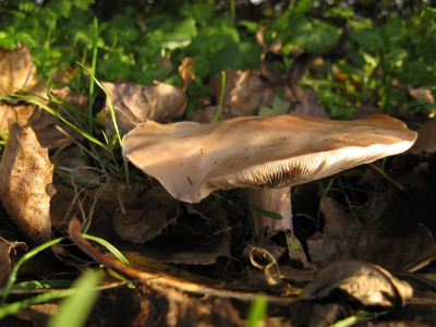 Deze mooie paarssteelschijnridder zag ik staan aan de rand van een bosje met een paar bomen en struiken
