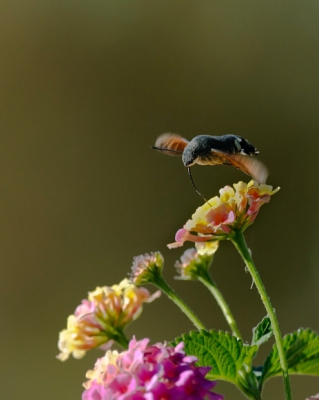 Lastig om deze snelle vlinders te platen. Wat zijn ze snel en beweeglijk. Pas na tientallen kliks een redelijk resultaat.
