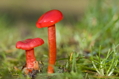 Deze vuurzwammetjes vond ik tussen de scheerlijnen op de camping. Lastig om te fotograferen tussen het gras, dus heb wel wat grassprietjes weggeknipt om een niet te storende achtergrond te krijgen.