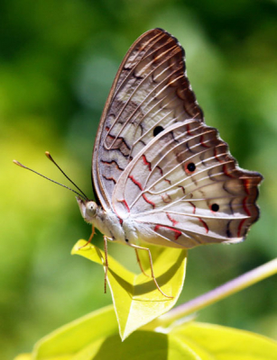 Family: Nymphalidae
Subfamily: Nymphalinae
Tribe: Victorinini
Genus: Anartia
Species: jatrophae
