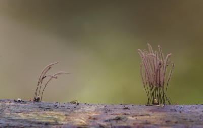 samen met Zeeg een dag in het alblasserbos geweest.
Zeeg zag iets roods (wimperzwam) op een stukje dood hout, toen we het nader bekeken bleken er ook deze netpluimpjes op te staan. 
1 van de toppers van deze dag.