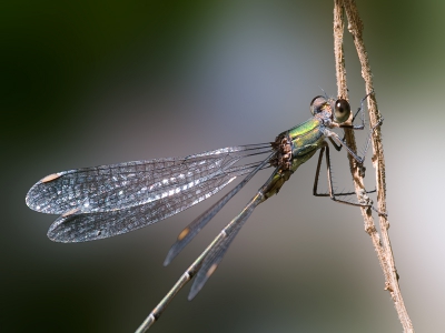 Deze foto is gemaakt op een driepoot, bij bewolkt weer en lichte wind (verbazend dat hij scherp was!)