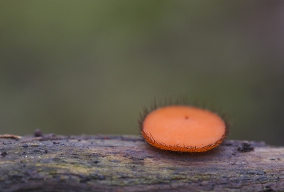 dit Wimperzwammetje stond samen met de netpluimpjes op een stukje doodhout waar het oog van Zeeg op viel