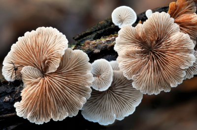 Na enig zoek werk in wat dor hout vond ik dit schitterende takje. De waaiertjes zelf waren erg klein en daarom heb ik ze er samen opgezet.
