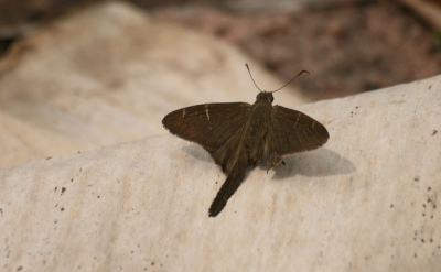 Family: Hesperiidae
Subfamily: Eudaminae
Genus: Urbanus
Species: procne