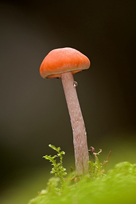 Vanmiddag dit zwammetje gefotografeerd, maar geen idee wat het is. Het zwammetje groeide in het mos. Mijn kennis van paddenstoelen is nog niet zo groot, dus ik hoop dat iemand mij kan helpen met op naam brengen.