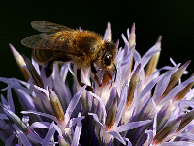 Omdat ik het licht te fel vond worden wilde ik ophouden, maar omdat er een bij op de kogel distel kwam ben ik nog doorgegaan.