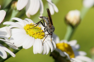Op een zonnige zomerdag, was ik foto's aan het maken van deze margriet.