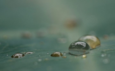 Zwaar bewolkt en regen wel kunstlicht binnen 
Is gemaakt in Burgers Bush regendruppels op blad 
Vandaag hadden wij een Panasonic Lumix gebruikersdag en men mocht een lens naar keuze uitkiezen en 1uur testen ik had voor de macro lens gekozen 
Voor de eerste keer met macrolens gefotografeerd het was erg leuk!!!!!!!!!!!