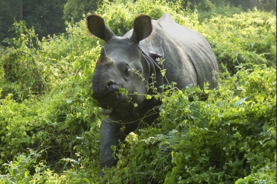 Tijdens een jeepsafaris zagen we plotseling deze neushoorn. Hij heeft waarschijnlijk gevochten, hij heeft een wond in zijn nek.