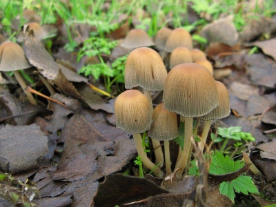 Deze gewone glimmerinktzwam stond met honderden bij ons in het bos.
Op veel plekjes kom je ze tegen en soms groepen van een 200 stuks