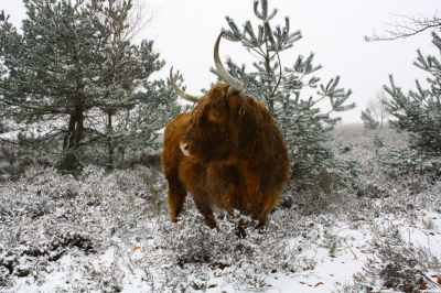 op 24 januari was het een miezerige dag met af en toe een sneeuwbui. Ik wist dat hieer ergens schotse hooglanders liepen.