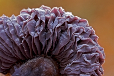 Dit is een foto van vorig jaar, genomen in het Speulderbos.  Een scheefhangend exemplaar, zodat ik mooi de onderkant kon fotograferen. Vanaf statief met afstandsbediening.