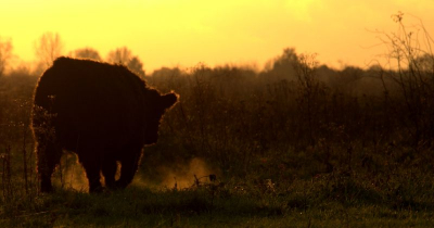 Deze Galloway in de Blauwe Kamer nabij Rhenen gefotografeerd. Een van de eerste foto's met mijn nieuwe Nikon D90 en tevens de eerste foto die ik op Nederpix plaats
