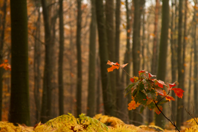 Foto gemaakt tijdens een wanderling door het Vijlenerbos. De herstkleuren waren schitterend.