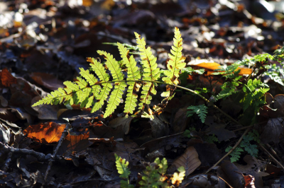 eind van de middag gefotografeerd, de zon lichtte de varen mooi op.