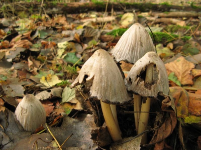 Deze grote kale inktzwam stond midden in het valckesteijnse bos tussen de struiken. Toen ik aan het struinen wasn aar paddenstoelen