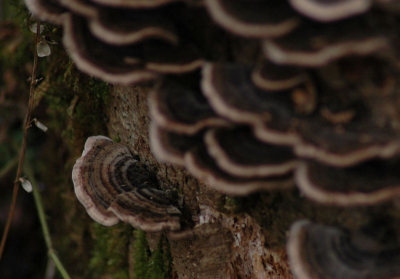 Op deze donkere herfstdag paddestoelen gezocht, vond deze compositie fraai vanwege de bijna abstracte gehobbelde en karakteristieke lijnen van het elfenbankje.
NIKON D70s op statief, tele,f 4.8 S 1/60