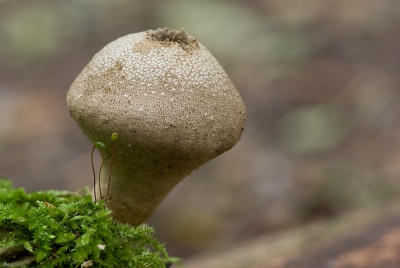 Ik ontdekte ook een stel oude parelstuifzwammen. Een beetje gexperimenteerd met verschillende diafragma's  en uitsnedes. Vond dit wel de mooiste. Gemaakt vanaf statief met zelfontspanner, van raw -> jpeg, verkleind en verscherpt. Geen crop.