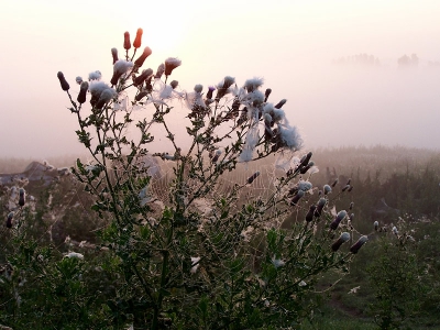 <i class='fa fa-user'></i> Marcel van der Tol | Zonsopkomst in de mist  <i class='fa fa-eye'> 230</i>   <i class='fa fa-comment-o'> 1</i>
