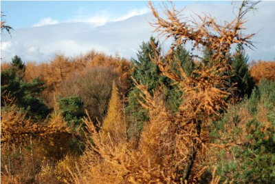 boven in de uitkijktoren, mooie zon, werd getroffen door de mooie kleuren van de bomen links van de toren. geen opdracht, gewoon leuk om te schieten