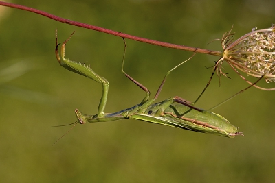 Tijdens onze vakantie heb ik eindelijk eens een bidsprinkhaan van dichtbij kunnen bewonderen. Deze bleef een tijdlang hangen aan een uigebloeide stengel wilde peen en dat gaf mij mooi de tijd om te fotograferen.