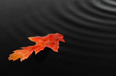Herfstblad in het water gelegd en beweging in het water aangebracht.