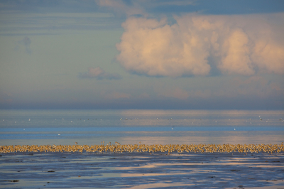 Deze foto kan zowel op Birdpix (goudplevieren) als op Nederpix (landschap) geplaats worden lijkt mij. Ik ben er zelf wel blij mee en wil hem ook graag met jullie delen. Het is niet alleen de foto maar vooral de herinnering aan het moment dat mij zo gelukkig stemt. Natuurbeleving in optima forma. Helaas kan ik dt niet met jullie delen (ik stond er zelfs geheel alleen aan een kilometers breed wad). Ik zag dat de zon af en toe stukken wad bescheen en andere niet en heb toen gewacht op het moment dat de groep goudplevieren in het late zonlicht stonden terwijl de voorgrond in de schaduw lag.