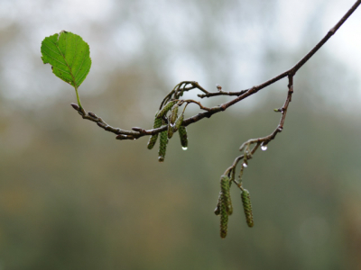 Foto uit de hand geschoten, diafragma groot gehouden om de enkele tak goed te isoleren.