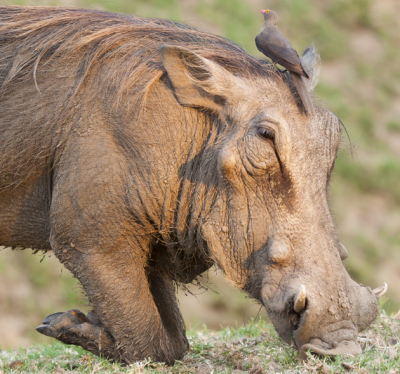 Deze 'pumba' was lekker in de aarde aan het wroeten terwijl een ondergaande zon over de afrikaanse savanne hem mooi uitlichtte. Daarna zag ik de ossepikker pas, leuke bonus.
