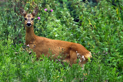 Op mooie zomermorgen op weg naar een plek waar ik wilde fotograferen, kwam ik deze tegen.
Voorzichtig gebukt en na paar foto's ging ze weer richting het bos