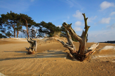 De gevallen sneeuw en de harde wind zorgde voor stuifsneeuw. dat zijn de witte toplagen op het zand. helaas is er weinig van te zien op de foto.