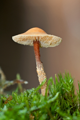 Gevonden in het mos, onder dennenbomen.
Ik zit te denken aan een okergele of oranjebruine korrelhoed. Graag jullie mening.