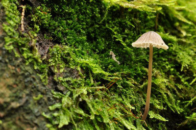 Op mijn buik tussen de mossen, camera op rijstzak. 6e foto in serie.