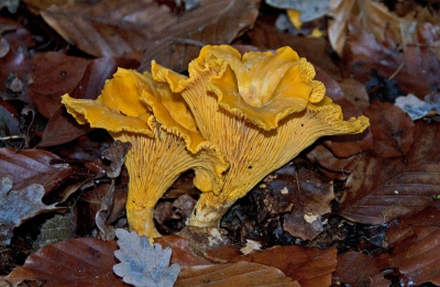 Tijdens een wandeling vanmiddag in de berm van een afgelegen bospad cantharellen aangetroffen. Aantal foto's uit de hand genomen, zowel uit verschillende hoeken als met verschillende sluitertijden.