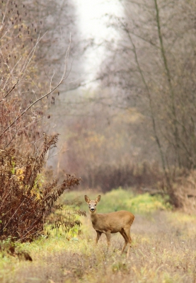 Tijdens een spectaculaire rit door de bossen van Hansag die ons de bodemplaten van de auto heeft gekost heb ik deze foto kunnen maken. Wat mij aanspreekt zijn de kleuren en het doorkijkje, vandaar ook de portretuitsnede.