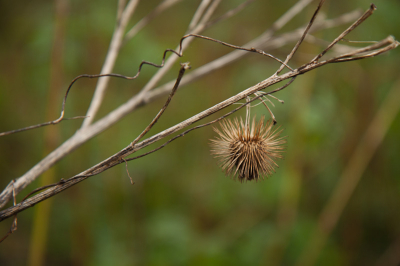 Eerste opdracht spelen met diafragma, groot diafragma voor een beperkte scherpte diepte.