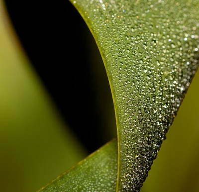 tijdens een wandeling kwam ik dit mooi gedraaide blad tegen vol met dauwdruppels ,het gaf zo een abstract  beeld weer..