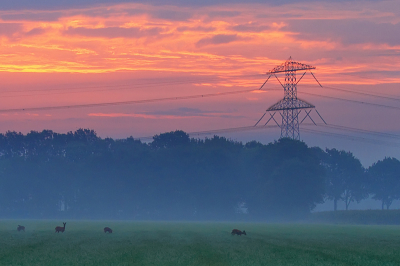 Ik was onderweg, het was wat mistig en de zon was net op aan het komen. Toen ik langs een stel weilanden reed zag ik deze reeen staan.