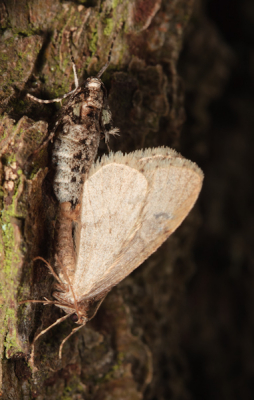 Zoals beschreven op Natuurbericht vliegen de mannetjes in de avondschemering bij vochtig en nevelig weer en bij een temperatuur net boven 0C. De vrouwtjes (vleugelloos) bevinden zich op takken en boomstammen en kruipen daar wat rond, tot de mannetjes ze opzoeken en bevruchten, zo als te zien op de foto.