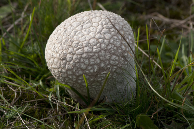 gemaakt in Castricums duingebied, een stukje achter de duinenrij.
