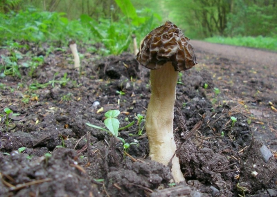 Op deze plaats stonden zo'n tien exemplaren bij elkaar. De paddenstoelen waren niet meer helemaal vers, wat te zien is aan de minder heldere kleuren. Vanwege de relatieve zeldzaamheid toch heel leuk om te plaatsen