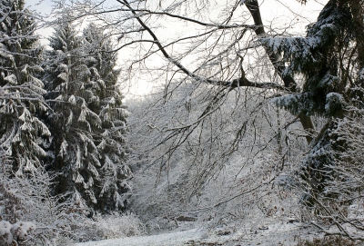 Ook hier in het zuiden is nu de eerste sneeuw gevallen.
Leverde al mooie winterse plaatjes op.
Uit de hand genomen met 38/67 mm.