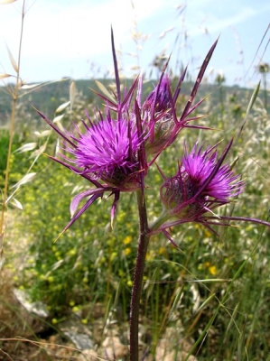 <i class='fa fa-user'></i> Henk van den Born | Syrian thistle  <i class='fa fa-eye'> 163</i>   <i class='fa fa-comment-o'> 3</i>