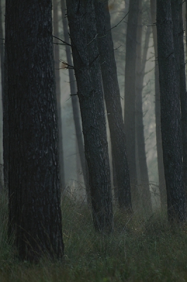 Op een mistige herfstochtend liep ik op de Veluwe Zoom. Tijdens de wandeling wat heidegebieden doorkruisd maar ook wat bossen. In n van die bosgebieden onderstaande foto gemaakt.